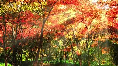 枫叶飘落秋天落叶视频合成背景视频的预览图